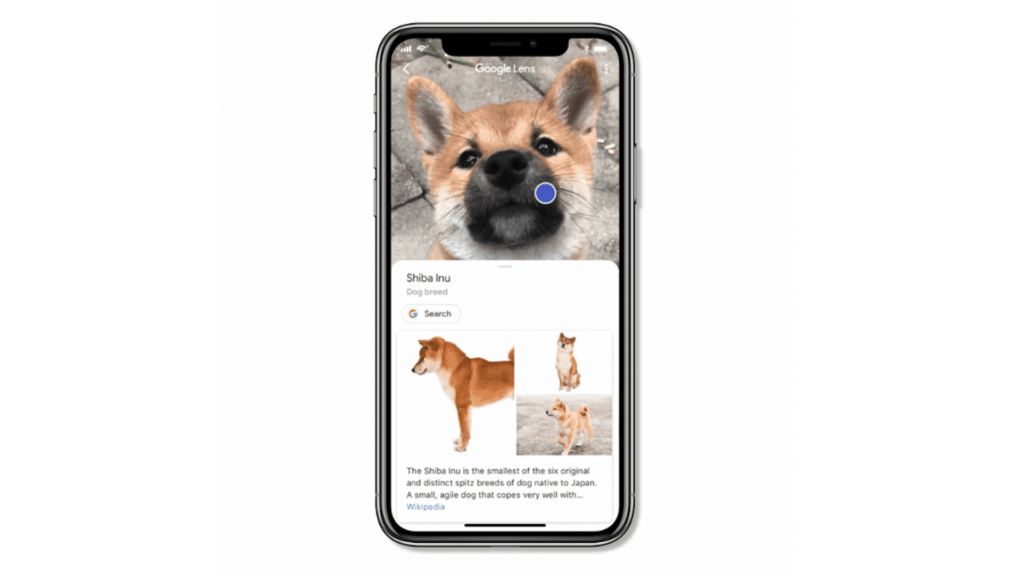 Good Doggo de Google Lens // Source : Google