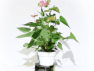 Le robot plante Elowan // Source : Capture d'écran YouTube Harpreet Sareen