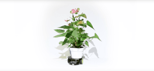 Le robot plante Elowan // Source : Capture d'écran YouTube Harpreet Sareen
