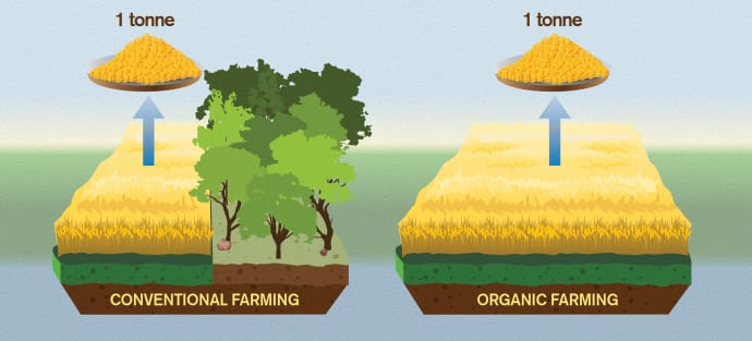 L'agriculture biologique serait indirectement responsable de la déforestation. // Source : Yen Strandqvist/Chalmers University of Technology