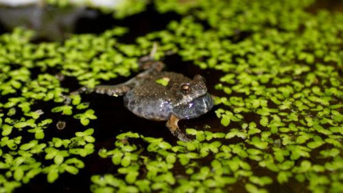 Une grenouille Engystomops pustulosus. // Source : Wikimedia/CC/Brian Gratwicke (photo recadrée)