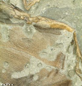 La peau fossilisée du spécimen. // Source : Johan Lindgren