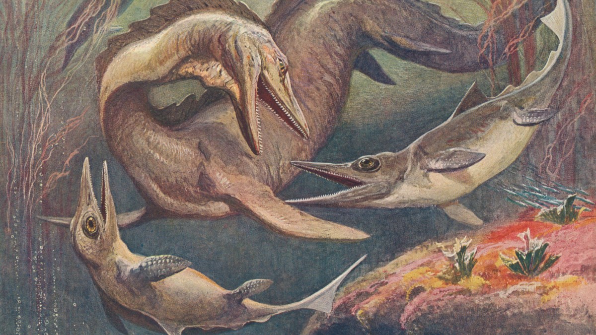 Deux ichtyosaures et un mosasaurus. // Source : Wikimedia/CC/Heinrich Harder (photo recadrée)