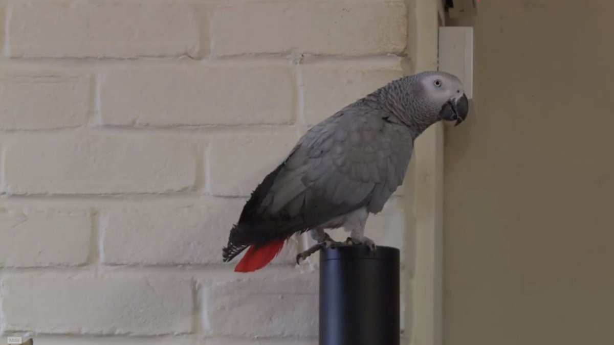 Ceci est un perroquet amoureux d'Alexa, car pourquoi pas. // Source : Capture d'écran / Itv.com