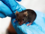 Une souris dans un laboratoire. // Source : Wikimedia/CC/Rama (photo recadrée)