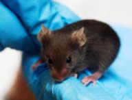 Une souris dans un laboratoire. // Source : Wikimedia/CC/Rama (photo recadrée)