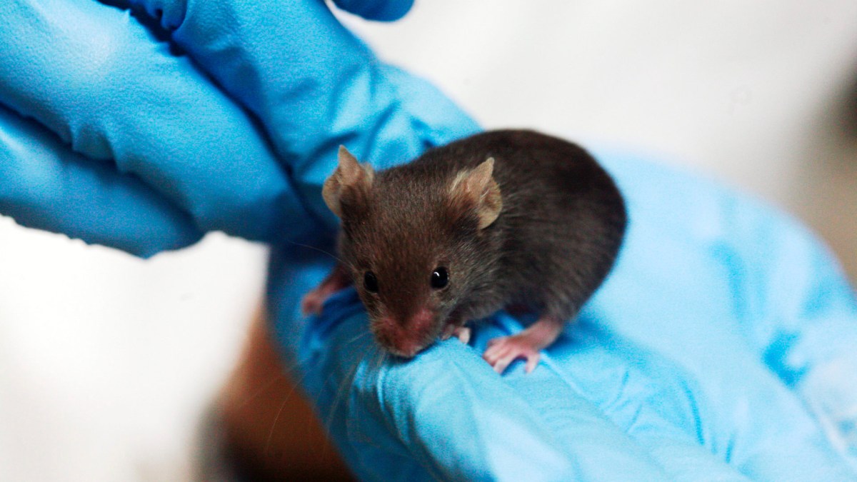 Une souris dans un laboratoire. // Source : Wikimedia/CC/Rama (photo recadrée)