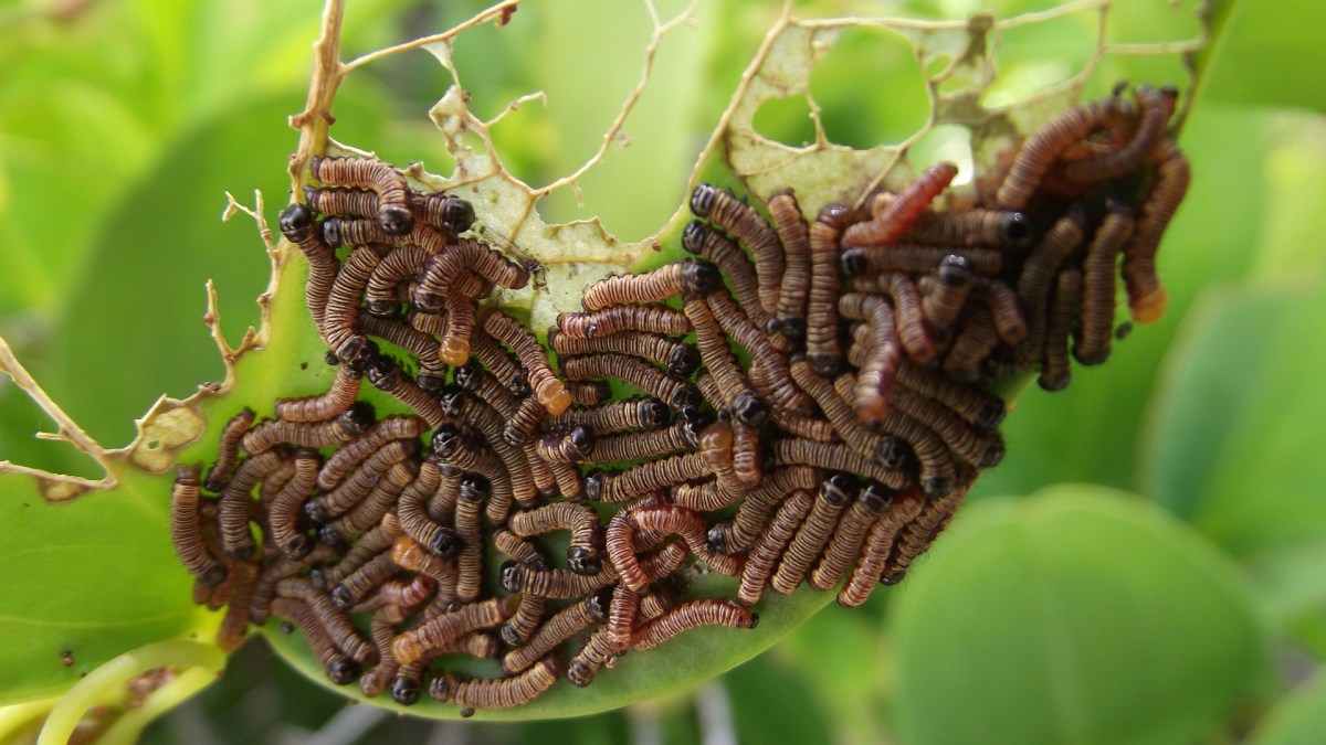 worms-698684_1920