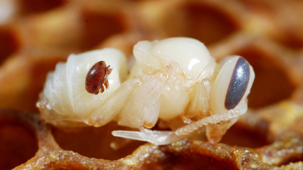 Un parasite Varroa sur une nymphe d'abeille. // Source : Flickr/CC/Gilles San Martin (photo recadrée) Un parasite Varroa sur une nymphe d'abeille. // Source : Flickr/CC/Gilles San Martin (photo recadrée)