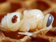 Un parasite Varroa sur une nymphe d'abeille. // Source : Flickr/CC/Gilles San Martin (photo recadrée)