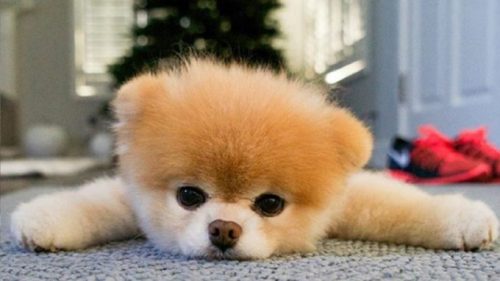 Boo, le chien le plus mignon d'Internet, est mort - Numerama