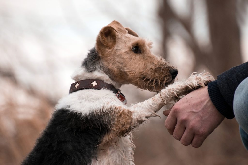 Le cerveau d'un chien n'active pas les mêmes zones cérébrales en voyant un humain ou un autre chien. // Source : Max Pixel/CC0