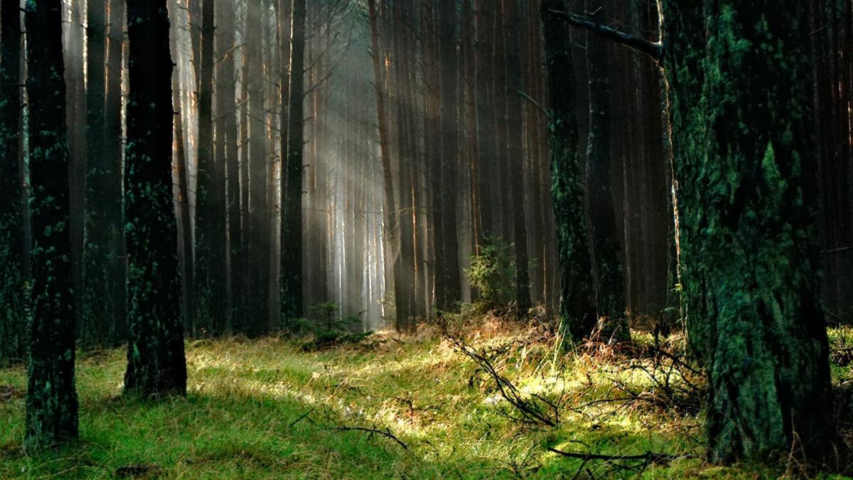 Une forêt // Source : Pexels