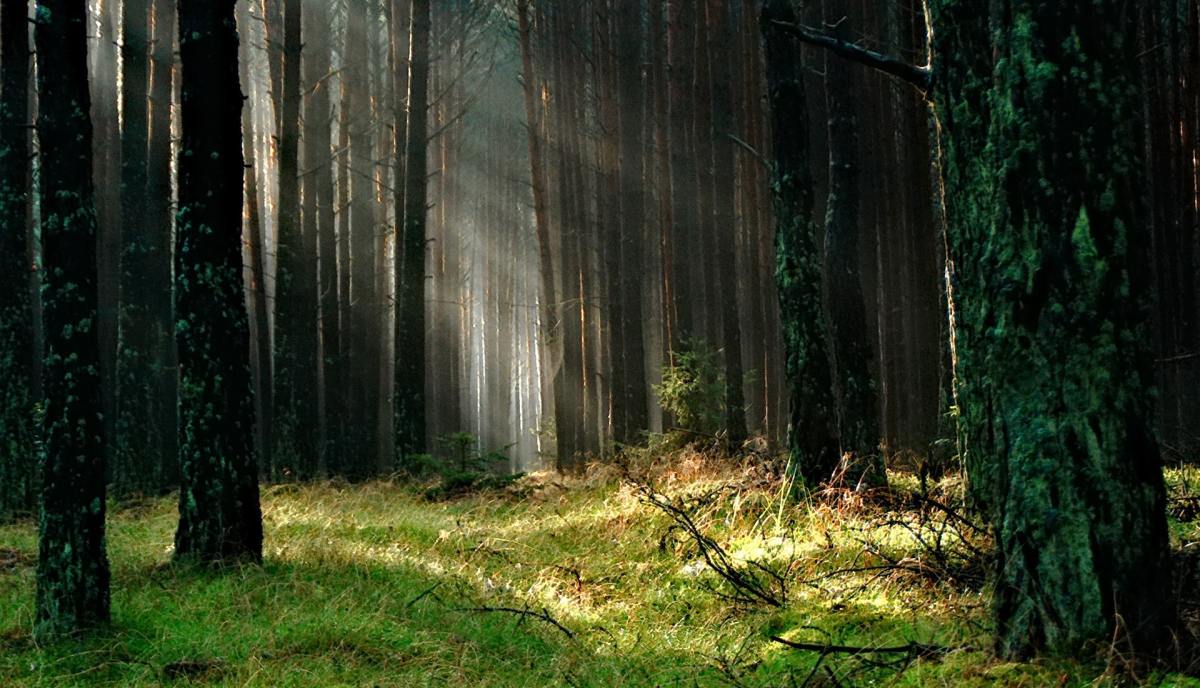 Une forêt // Source : Pexels