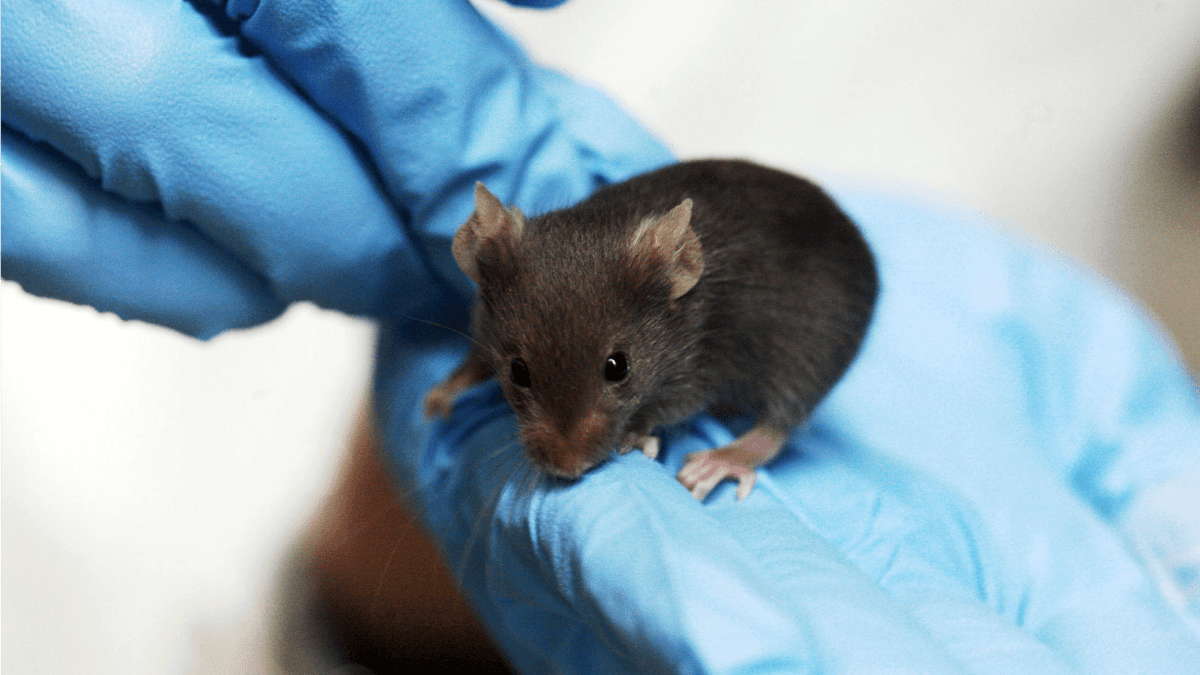 Une pitite souris de laboratoire // Source : Wikimedia