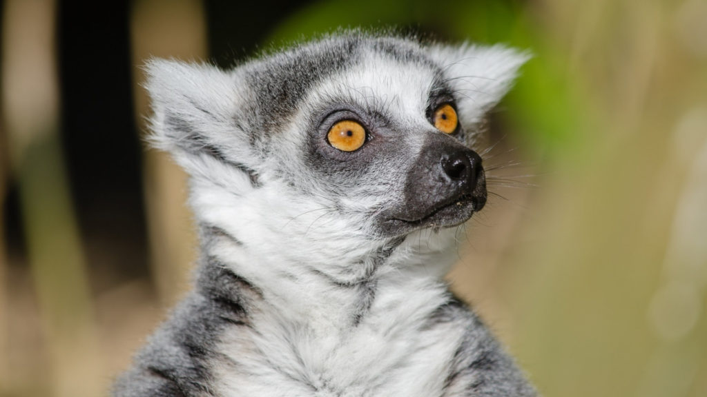 A lemur from Madagascar, shocked and disappointed.  // Source: publicdomainpictures.net