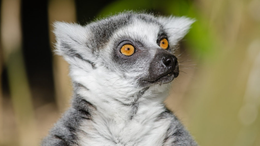 Qu’est-ce qui sépare vraiment l’humain de l’animal ? Par Pascal Tassy  Lemurien-2-1024x576