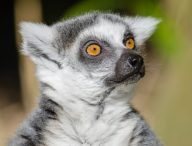 Un lémurien de Madagascar, choqué et déçu. // Source : publicdomainpictures.net