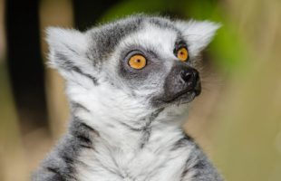 Un lémurien de Madagascar, choqué et déçu. // Source : publicdomainpictures.net