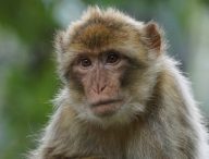 Un macaque. // Source : Pxhere/CC0 (photo recadrée)