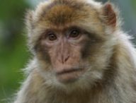 Un macaque. // Source : Pxhere/CC0 (photo recadrée)