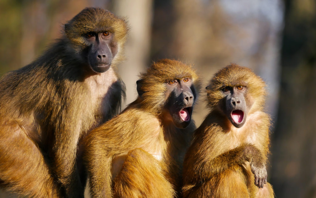 Des macaques. // Source : Pixabay (photo recadrée)
