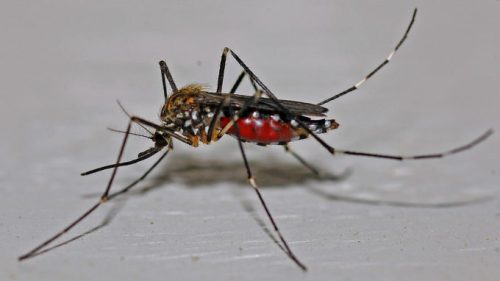 Un moustique. // Source : Pixabay (photo recadrée)