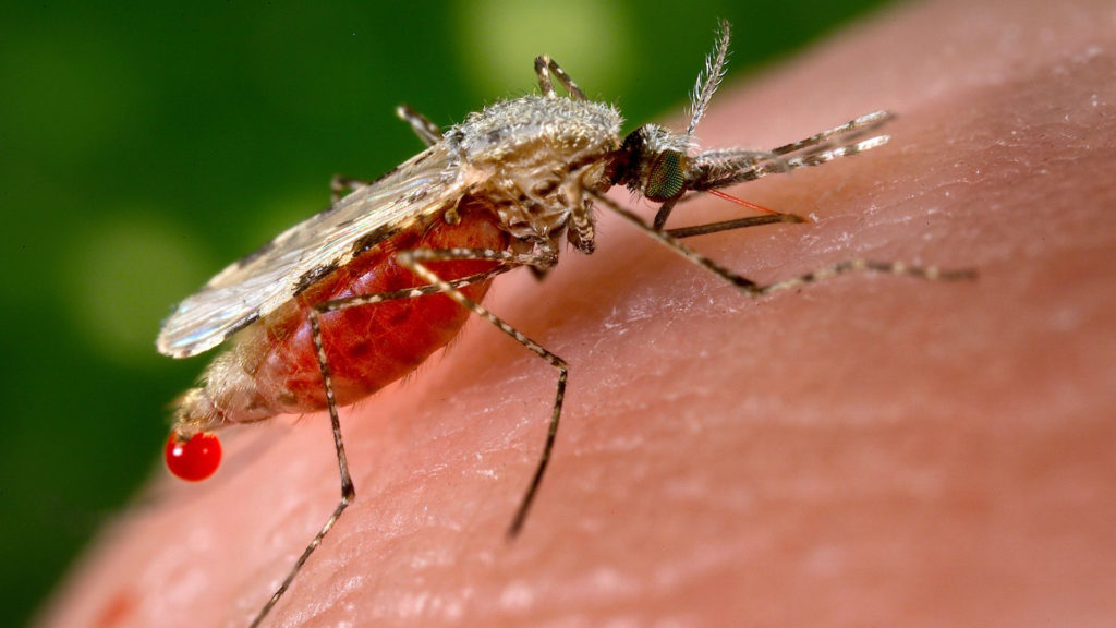 Le moustique du genre anophèle peut transmettre la malaria. // Source : Pixnio/CC0 (photo recadrée)
