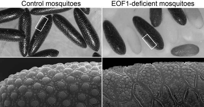 Les œufs pondus par des moustiques privés de la protéine se trouvent à droite de l'image. // Source : Jun Isoe