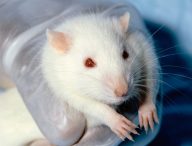 Un rat de laboratoire. // Source : Wikimedia/CC/Janet Stephens (photo recadrée)