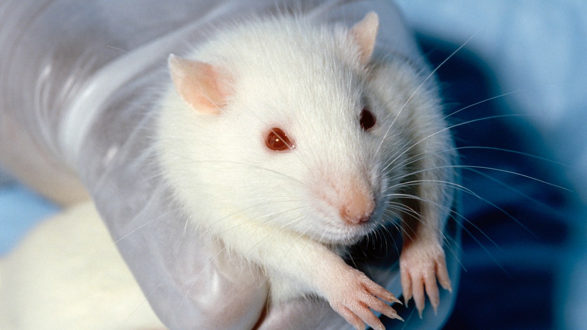 Un rat de laboratoire. // Source : Wikimedia/CC/Janet Stephens (photo recadrée)