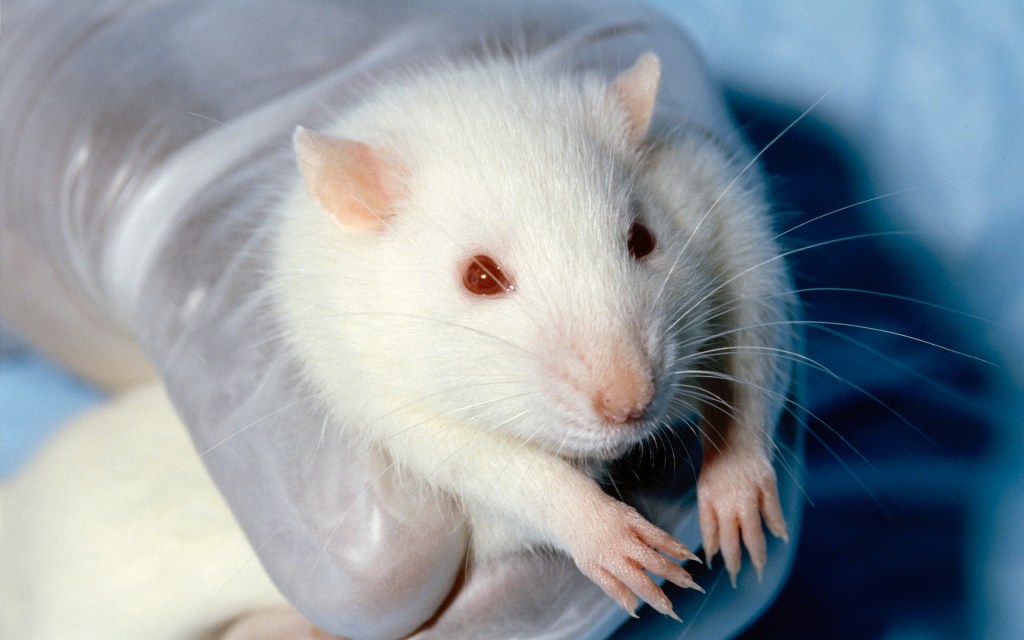 Un rat de laboratoire. // Source : Wikimedia/CC/Janet Stephens (photo recadrée)