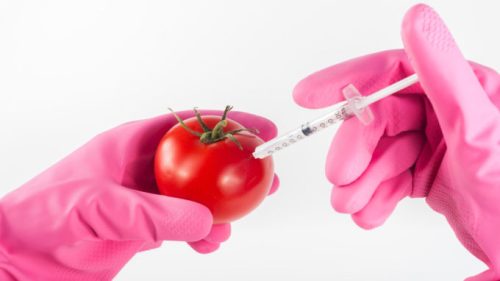 Une tomate modifiée génétiquement. // Source : Pixabay/CC0 (photo recadrée)