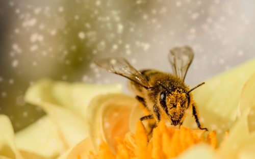 Une abeille. // Source : Pixabay (photo recadrée)