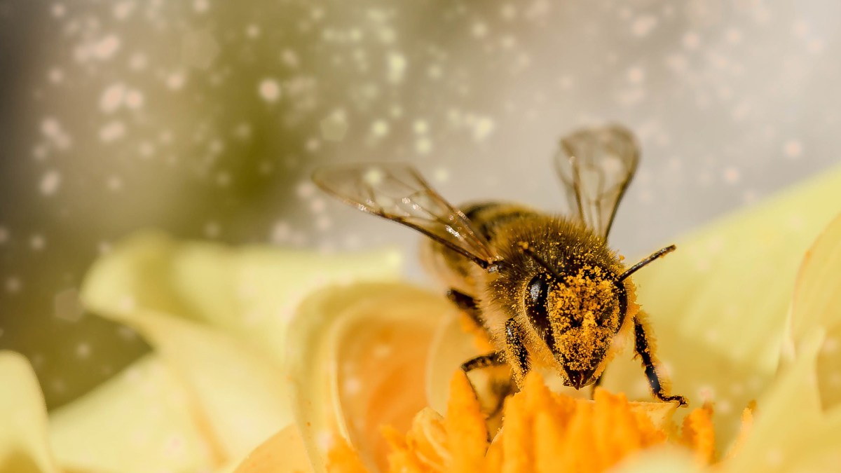 Une abeille. // Source : Pixabay (photo recadrée)