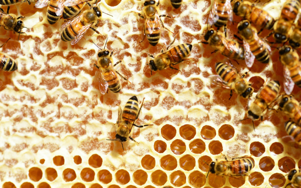 Des abeilles. // Source : Pixabay (photo recadrée)