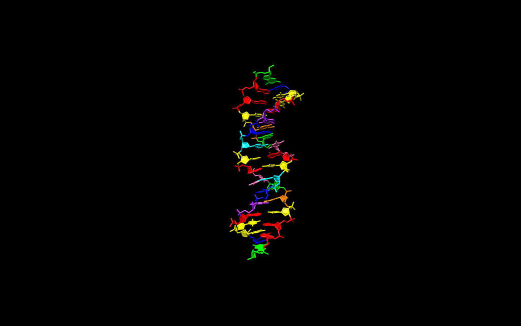L'ADN créé par les chercheurs. // Source : FFAME