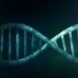 L'ADN humain. // Source : Public Domain Pictures