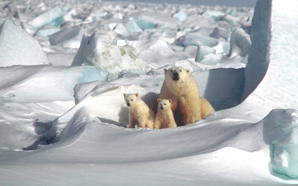 Des ours polaires. // Source : Max Pixel/CC0 Domaine public (photo recadrée)