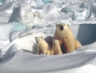 Des ours polaires. // Source : Max Pixel/CC0 Domaine public (photo recadrée) Des ours polaires. // Source : Max Pixel/CC0 Domaine public (photo recadrée)