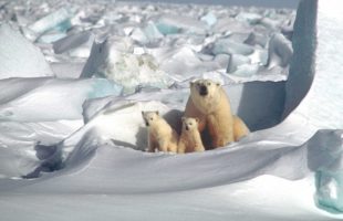 Des ours polaires. // Source : Max Pixel/CC0 Domaine public (photo recadrée)