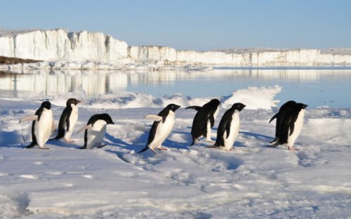Des pingouins. // Source : Pixabay (photo recadrée)