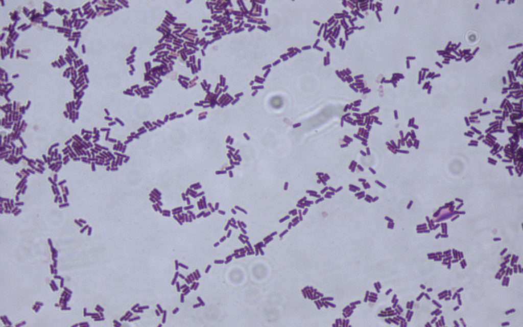 La bactérie Bacillus subtilis. // Source : Wikimedia/CC/Riraq25 (photo recadrée)