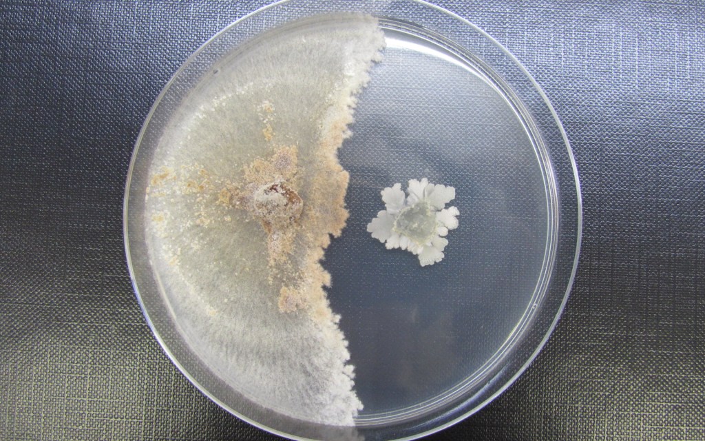 Une culture de la bactérie Bacillus subtilis. // Source : Wikimedia/CC/Brauna55 (photo recadrée)