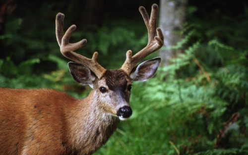 Un cerf. // Source : Flickr/CC/U.S. Forest Service-Pacific Northwest Region (photo recadrée)