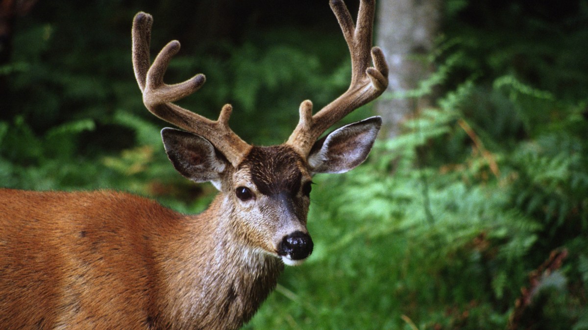 Un cerf. // Source : Flickr/CC/U.S. Forest Service-Pacific Northwest Region (photo recadrée)