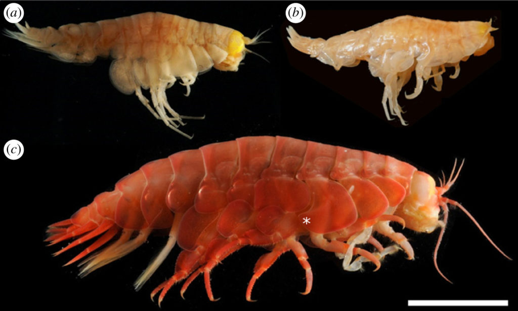 Les spécimens analysés. // Source : Royal Society Open Science, Jamieson, Brooks, Reid, Piertney, Narayanaswamy, Linley