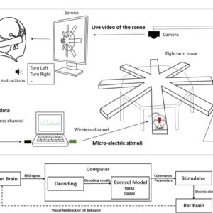 L'interface entre le cerveau du rat, celui de l'humain et l'ordinateur. // Source : Scientific Reports, 2019 L'interface entre le cerveau du rat, celui de l'humain et l'ordinateur. // Source : Scientific Reports, 2019