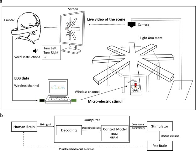 L'interface entre le cerveau du rat, celui de l'humain et l'ordinateur. // Source : Scientific Reports, 2019