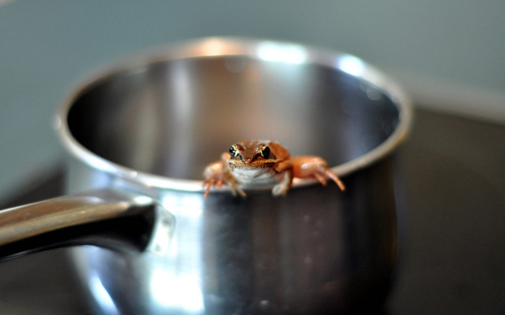 Les internautes seraient les grenouilles de la fable. // Source : Flickr/CC/James Lee (photo recadrée)